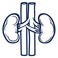 kidney